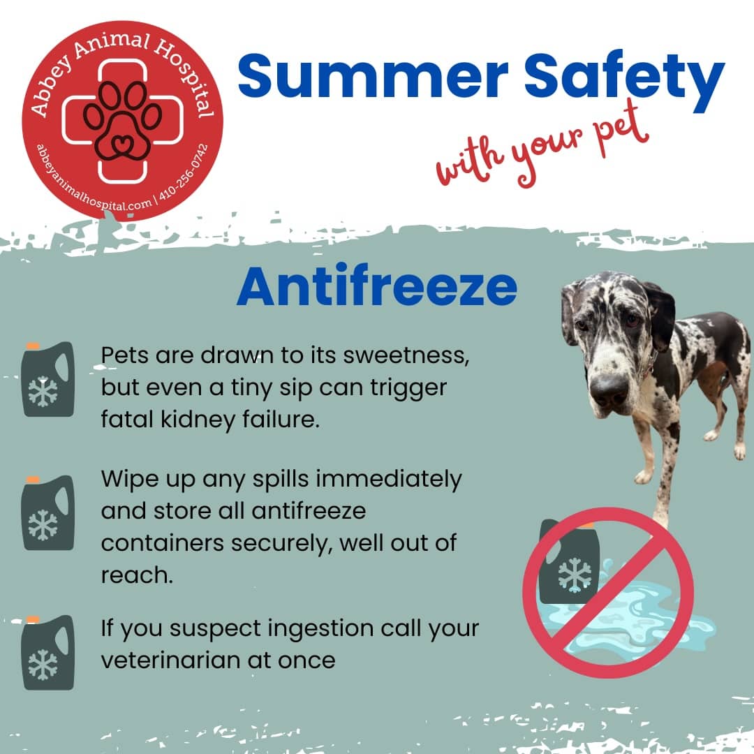 Antifreeze - Pets are drawn to its sweetness, but even a tiny sip can trigger fatal kidney failure. Wipe up any spills immediately and store all antifreeze containers securely, well out of reach. If you suspect ingestion call your veterinarian at once