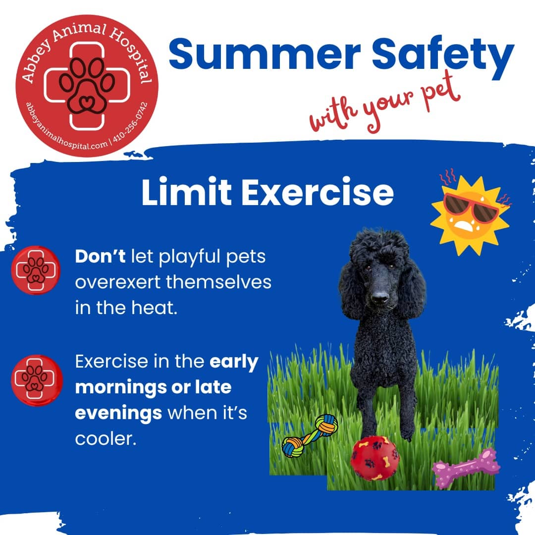 Limit Exercise - Don't let playful pets overexert themselves in the heat. Exercise in the early mornings or late evenings when it's cooler.