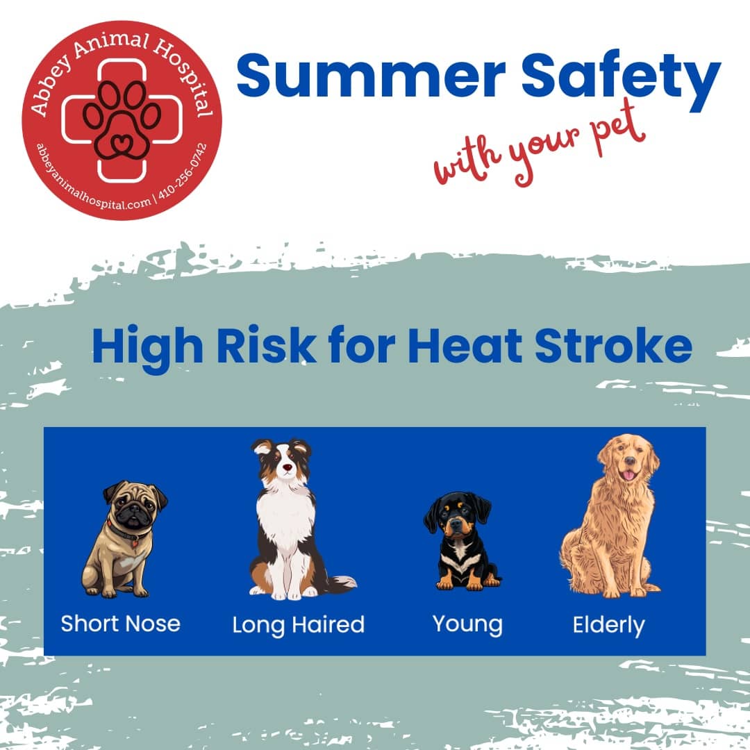 Dog types with a High Risk for Heat Stroke - Short Nose, Long Haired, Young, and Elderly.
