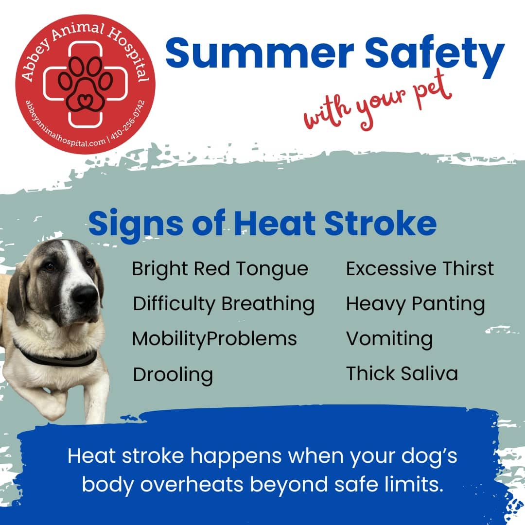 Signs of Heat Stroke - Bright Red Tongue, Difficulty Breathing, Mobility Problems, Drooling, Excessive Thirst, Heavy Panting, Vomiting, and Thick Saliva. Heat stroke happens when your dog's body overheats beyond safe limits.