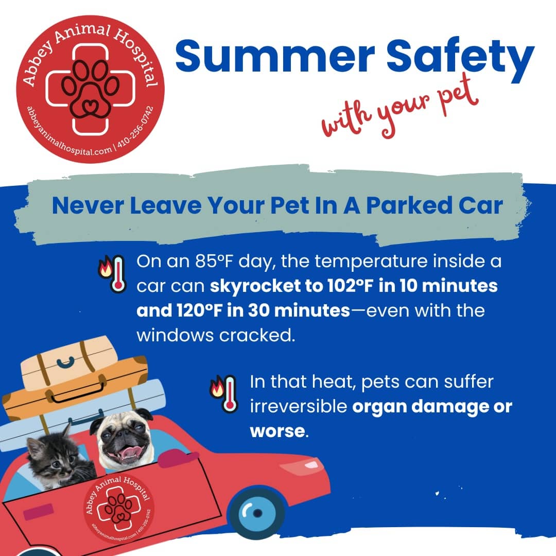 Never Leave Your Pet In A Parked Car - On an 85°F day, the temperature inside a car can skyrocket to 102°F in 10 minutes and 120°F in 30 minutes-even with the windows cracked. In that heat, pets can suffer irreversible organ damage or worse.
