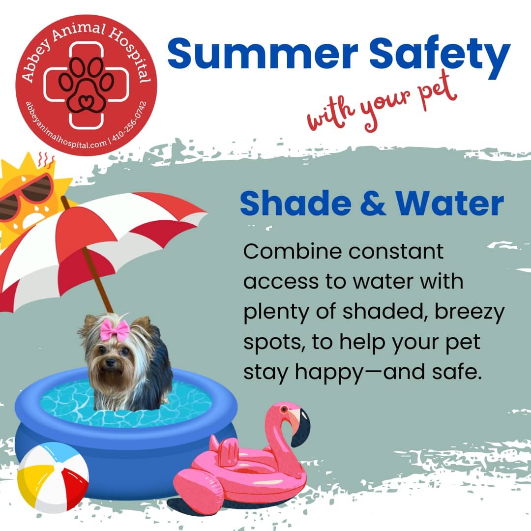Shade and Water - Combine constant access to water with plenty of shaded, breezy spots, to help your pet stay happy-and safe.