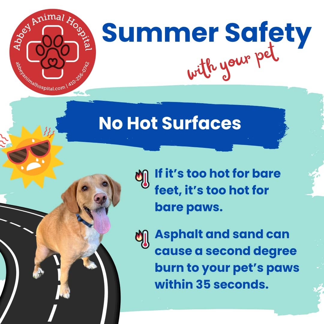 No Hot Surfaces - If it's too hot for bare feet, it's too hot for bare paws. Asphalt and sand can cause a second degree burn to your pet's paws within 35 seconds.