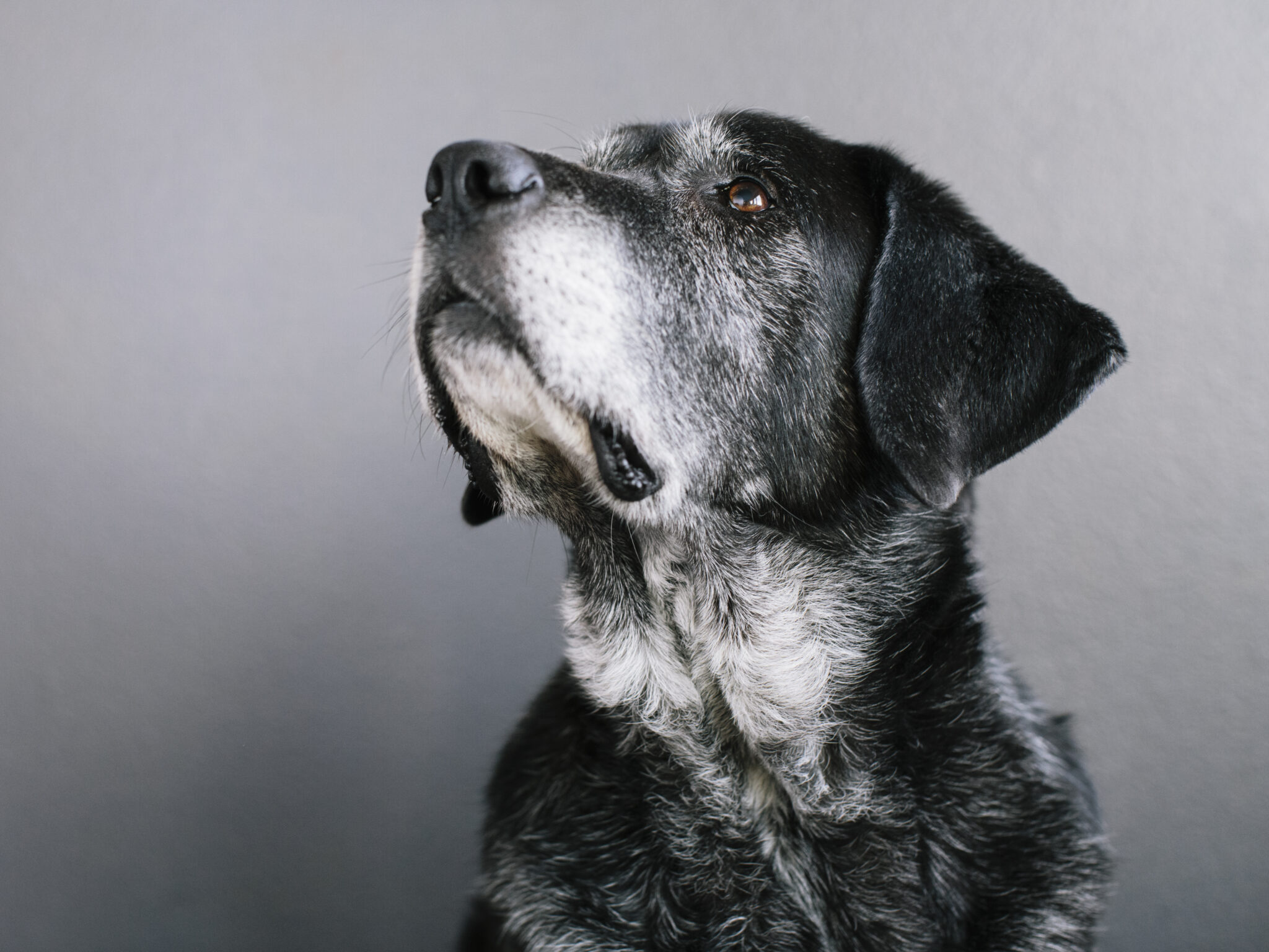 Senior Pet Care in Perry Hall, MD | Abbey Animal Hospital